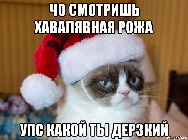 чо смотришь хавалявная рожа упс какой ты дерзкий, Мем   Новогодний угрюмый кот