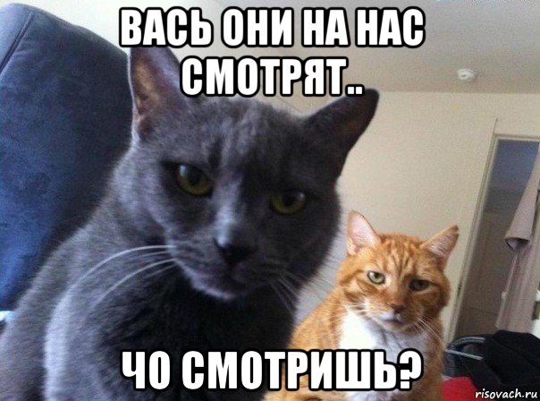 вась они на нас смотрят.. чо смотришь?, Мем  Два котэ