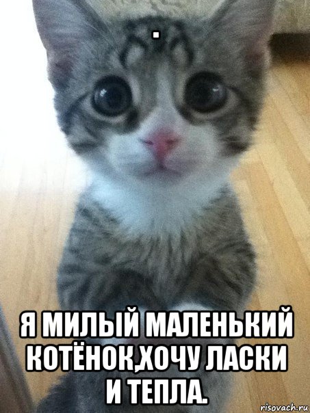 . я милый маленький котёнок,хочу ласки и тепла.