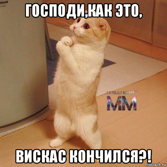 господи,как это, вискас кончился?!