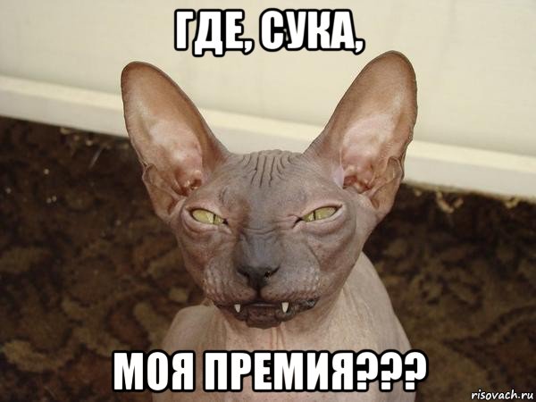 где, сука, моя премия???, Мем  Злой котик