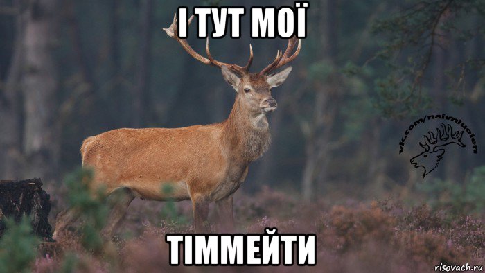 і тут мої тіммейти, Мем Наивный олень v3