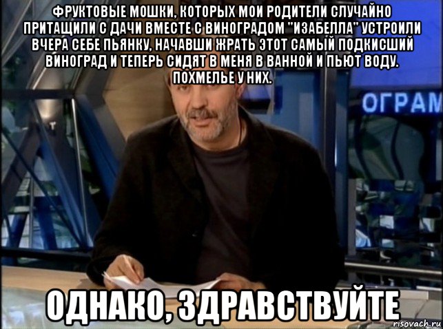 фруктовые мошки, которых мои родители случайно притащили с дачи вместе с виноградом "изабелла" устроили вчера себе пьянку, начавши жрать этот самый подкисший виноград и теперь сидят в меня в ванной и пьют воду. похмелье у них. однако, здравствуйте, Мем Однако Здравствуйте