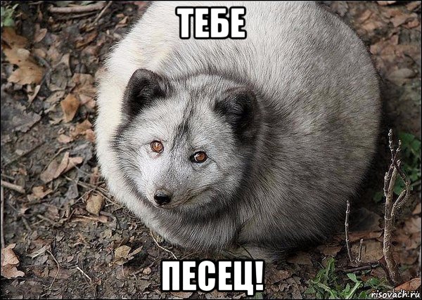 тебе песец!