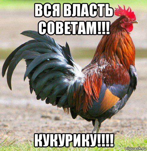 вся власть советам!!! кукурику!!!!