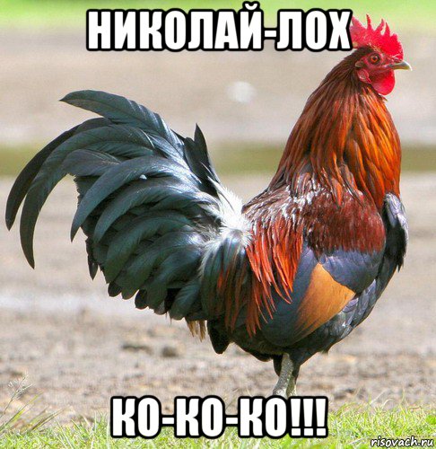 николай-лох ко-ко-ко!!!