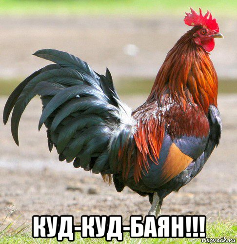  куд-куд-баян!!!
