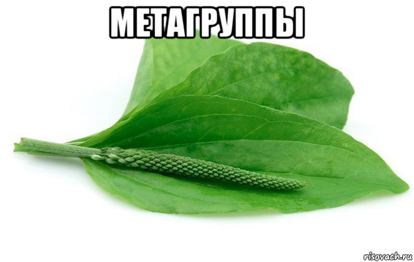 метагруппы 