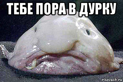 тебе пора в дурку , Мем Рыба-капля