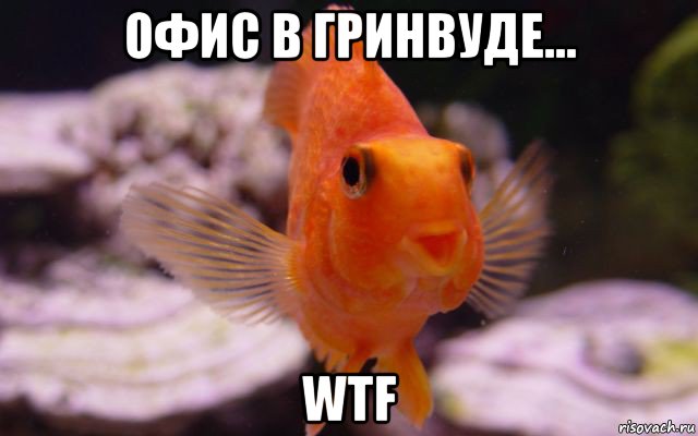 офис в гринвуде... wtf