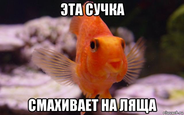эта сучка смахивает на ляща