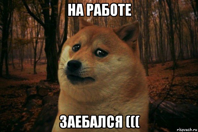 на работе заебался (((, Мем SAD DOGE