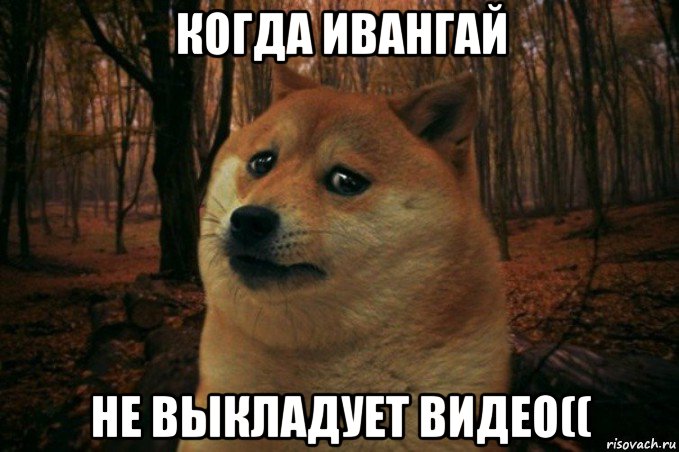 когда ивангай не выкладует видео((, Мем SAD DOGE