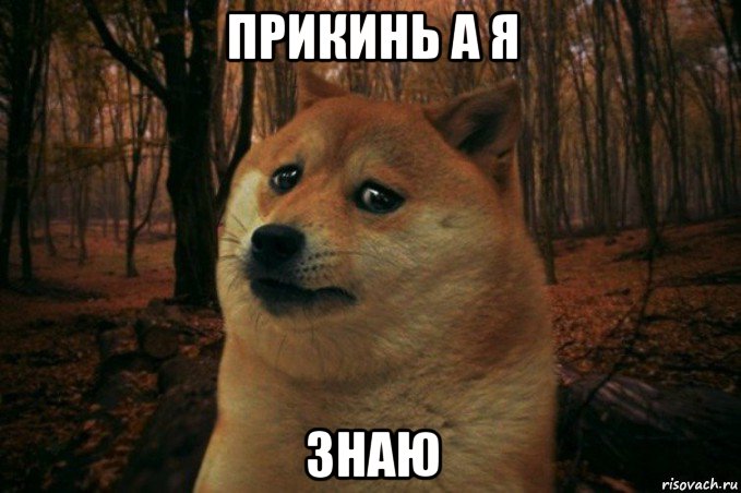 прикинь а я знаю, Мем SAD DOGE