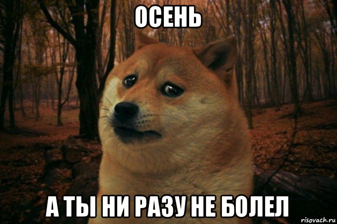 осень а ты ни разу не болел, Мем SAD DOGE