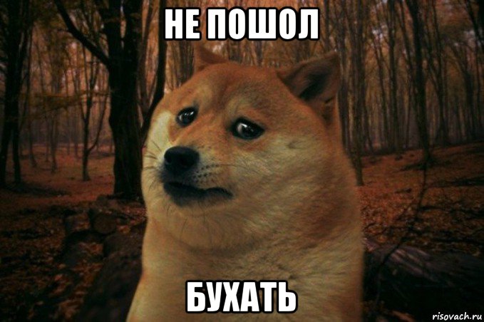 не пошол бухать, Мем SAD DOGE