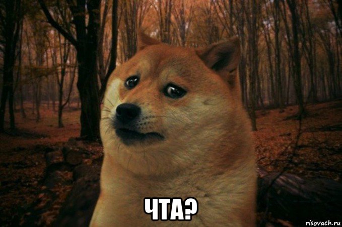  чта?, Мем SAD DOGE