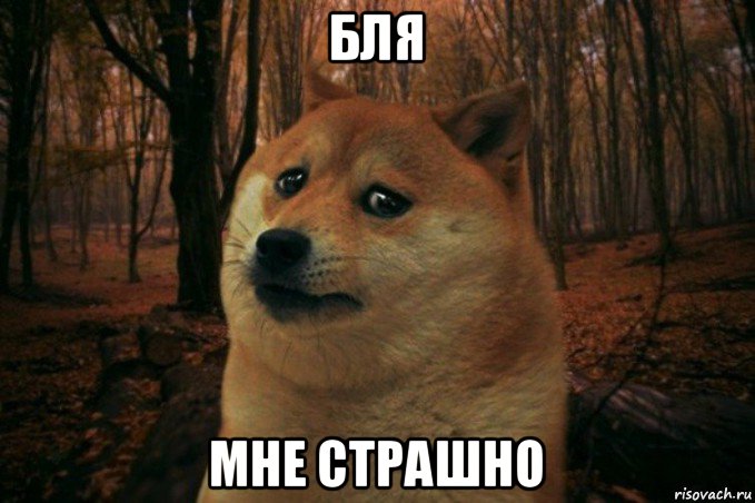 бля мне страшно, Мем SAD DOGE