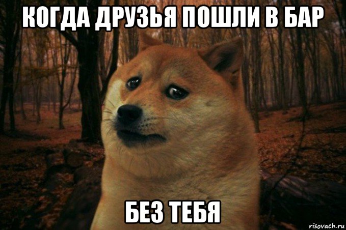 когда друзья пошли в бар без тебя, Мем SAD DOGE