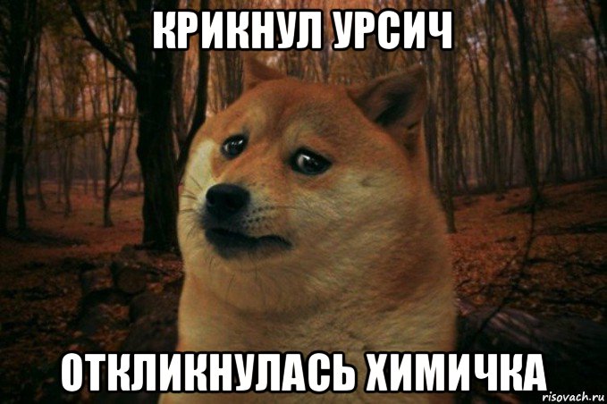 крикнул урсич откликнулась химичка, Мем SAD DOGE