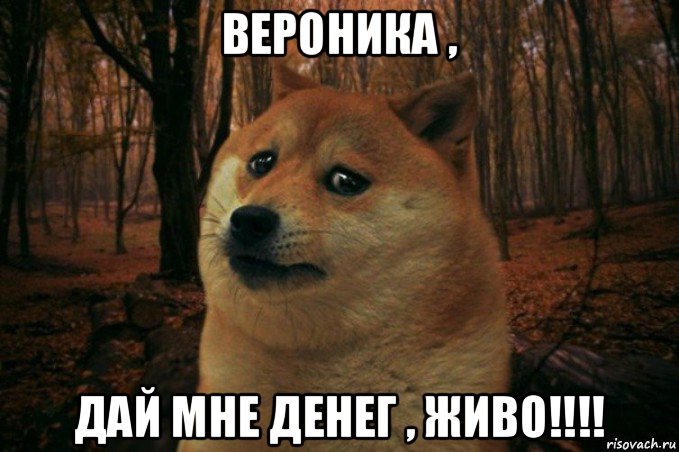 вероника , дай мне денег , живо!!!!, Мем SAD DOGE