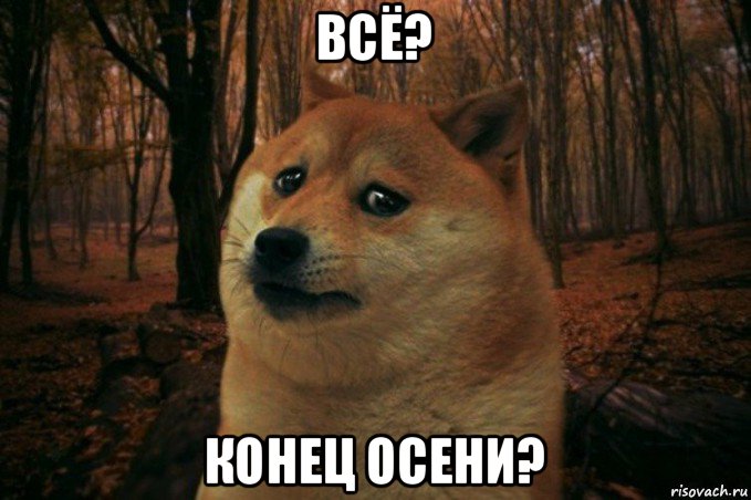 всё? конец осени?, Мем SAD DOGE