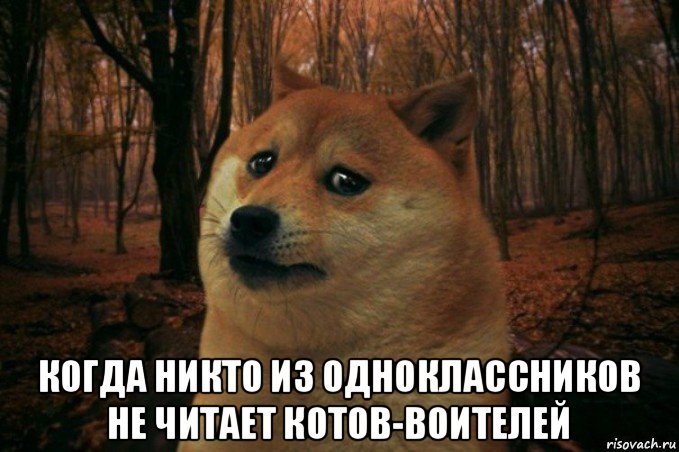  когда никто из одноклассников не читает котов-воителей, Мем SAD DOGE