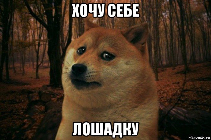 хочу себе лошадку, Мем SAD DOGE