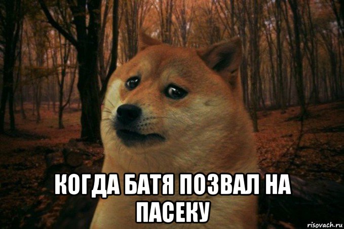  когда батя позвал на пасеку, Мем SAD DOGE