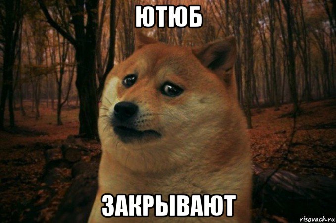 ютюб закрывают, Мем SAD DOGE