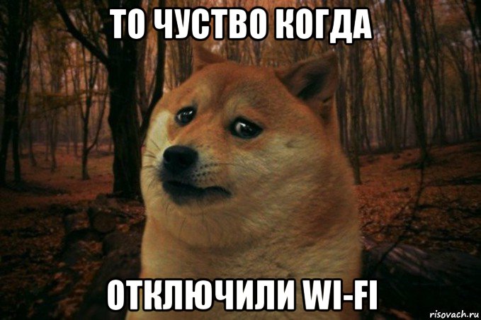 то чуство когда отключили wi-fi, Мем SAD DOGE