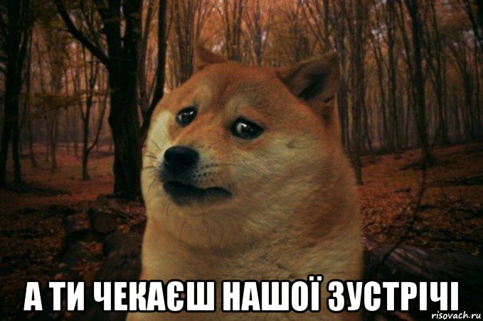  а ти чекаєш нашої зустрічі, Мем SAD DOGE