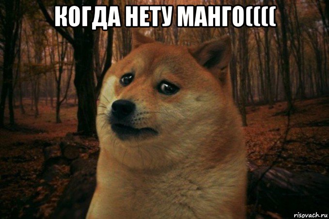 когда нету манго(((( , Мем SAD DOGE