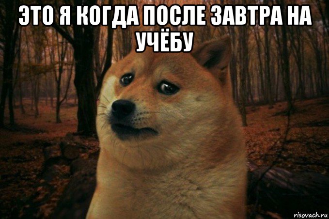 это я когда после завтра на учёбу , Мем SAD DOGE