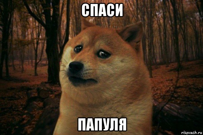 спаси папуля, Мем SAD DOGE