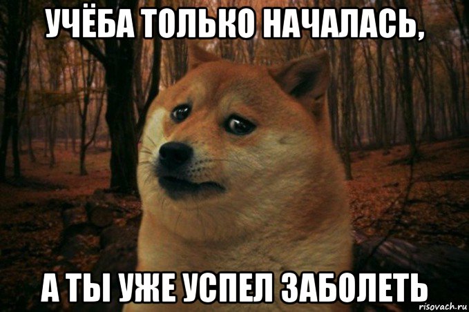 учёба только началась, а ты уже успел заболеть, Мем SAD DOGE