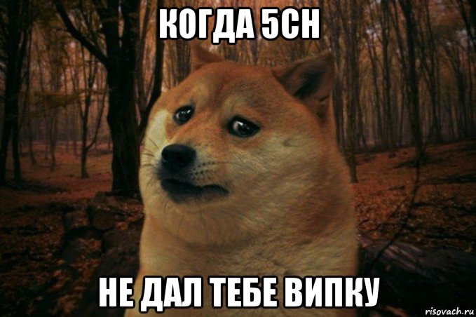 когда 5ch не дал тебе випку, Мем SAD DOGE