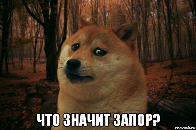  что значит запор?, Мем SAD DOGE