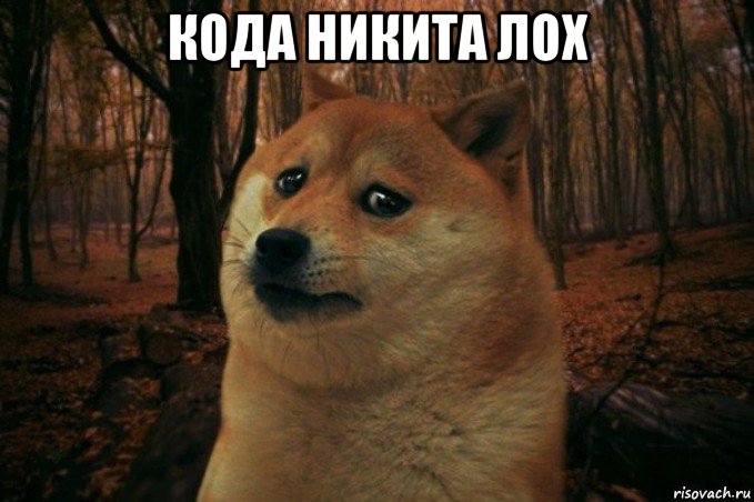 кода никита лох , Мем SAD DOGE