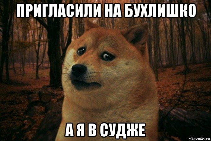 пригласили на бухлишко а я в судже, Мем SAD DOGE