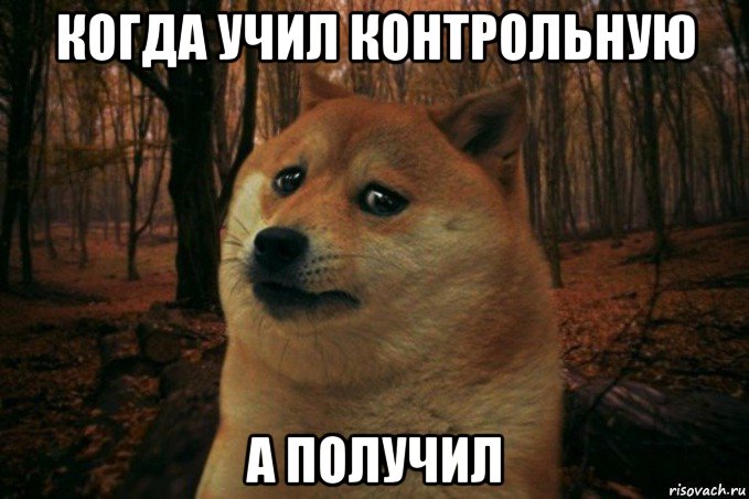 когда учил контрольную а получил, Мем SAD DOGE