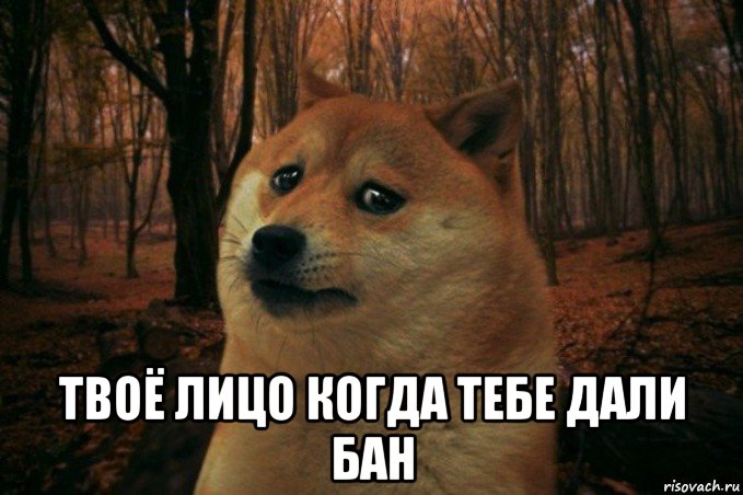  твоё лицо когда тебе дали бан, Мем SAD DOGE