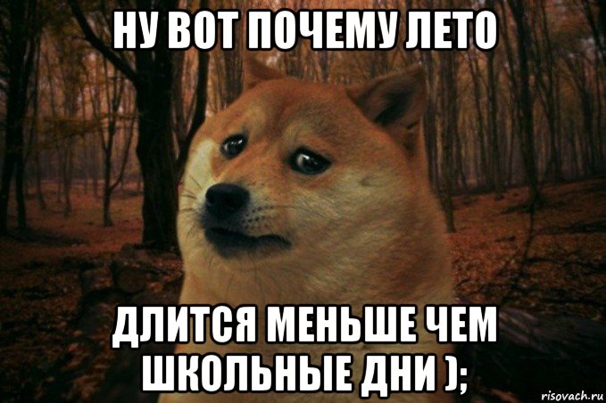 ну вот почему лето длится меньше чем школьные дни );, Мем SAD DOGE