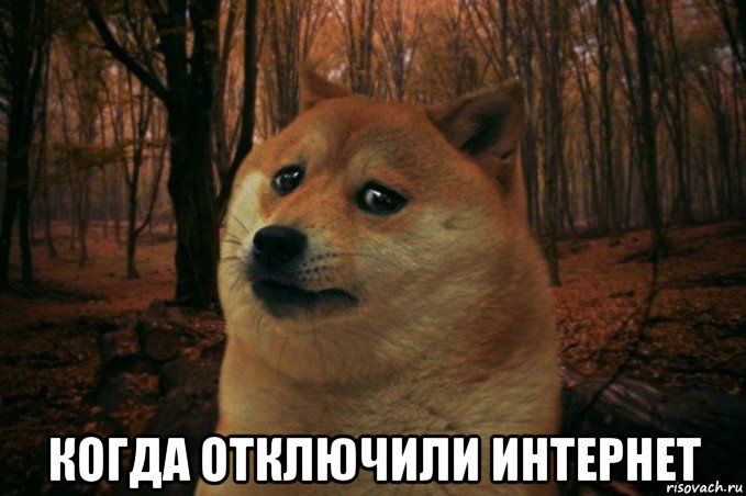  когда отключили интернет, Мем SAD DOGE