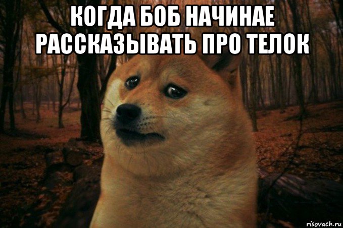 когда боб начинае рассказывать про телок , Мем SAD DOGE