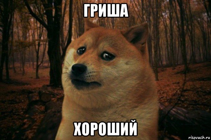 гриша хороший, Мем SAD DOGE