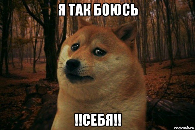 я так боюсь !!себя!!, Мем SAD DOGE