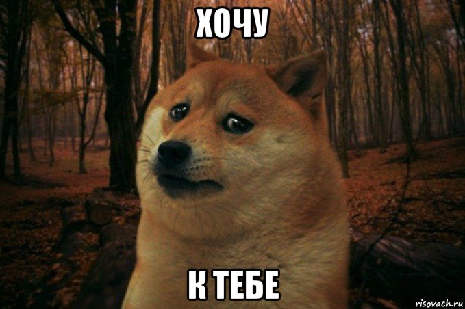 хочу к тебе, Мем SAD DOGE