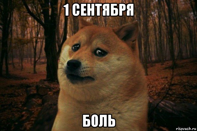 1 сентября боль, Мем SAD DOGE