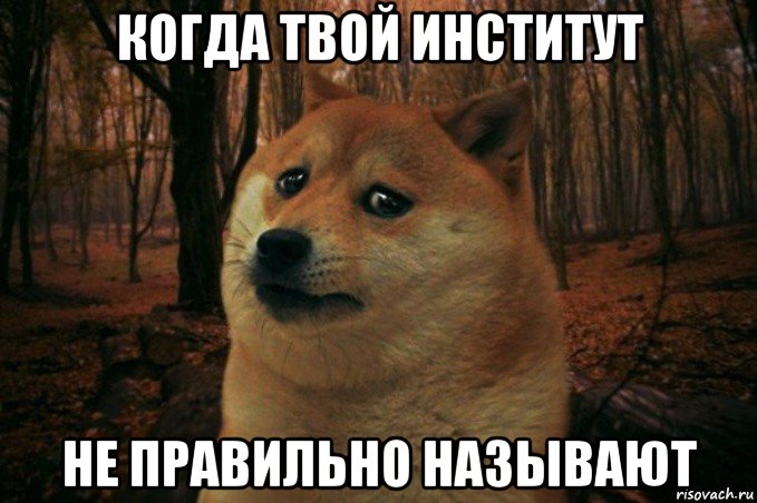 когда твой институт не правильно называют, Мем SAD DOGE